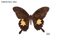 藏品(大白紋鳳蝶)的圖片